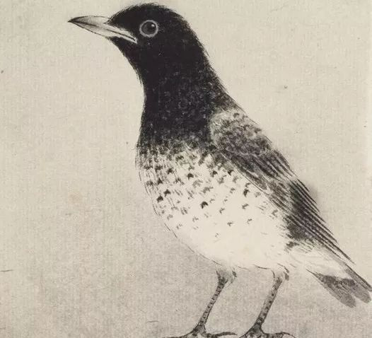 最简单画鸟的画法,各种鸟的画法简单又漂亮