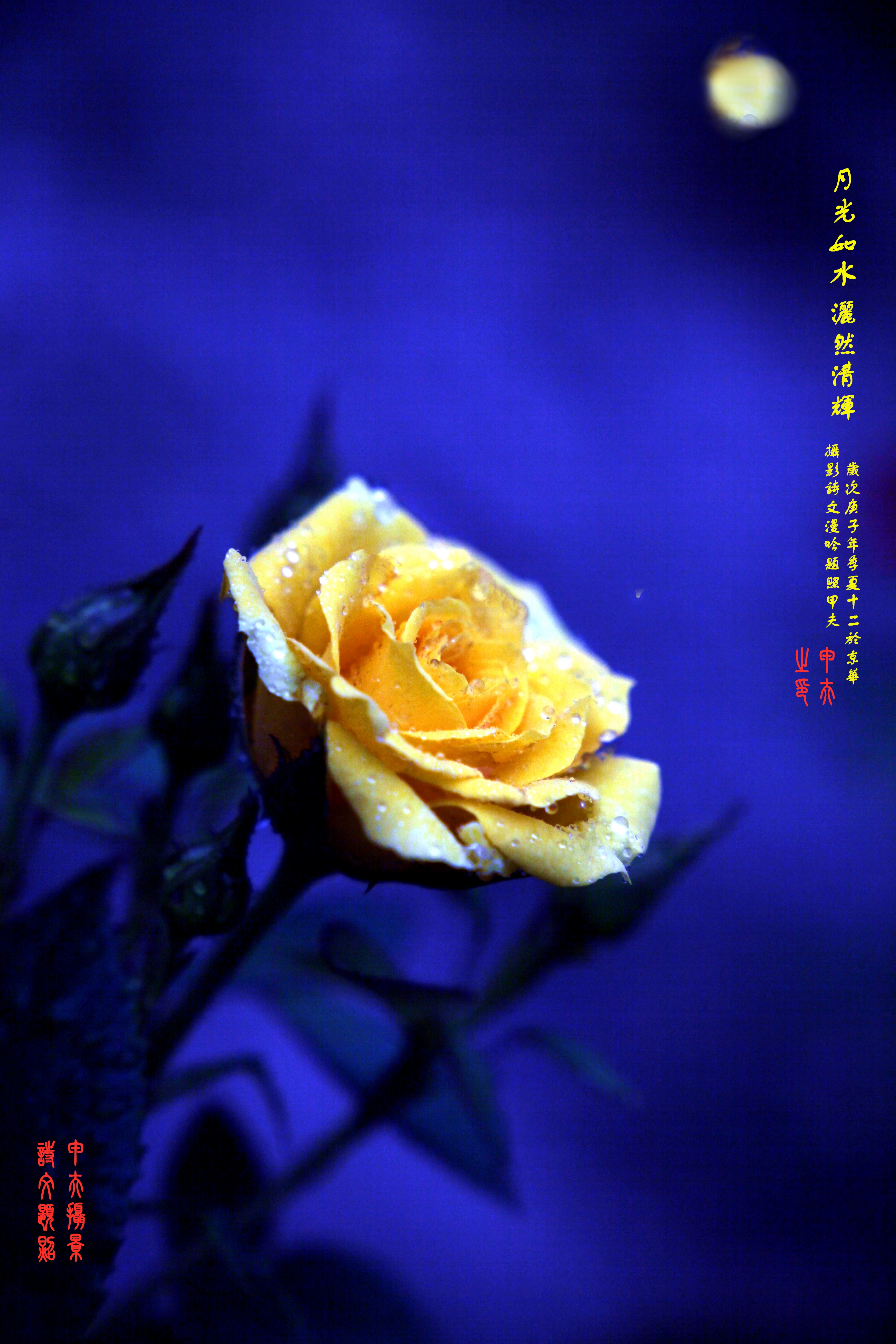 鐢插か鎽勫奖浣滃搧,鐢插か鎽勫奖浣滃搧鍥剧墖