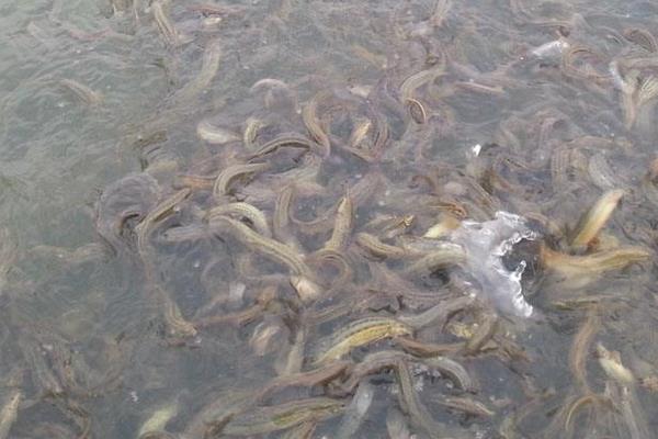 养殖泥鳅的技术中国哪里最好,现在养殖泥鳅前景如何
