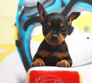 不掉毛无体味性格温顺的小型犬,宠物狗大全表