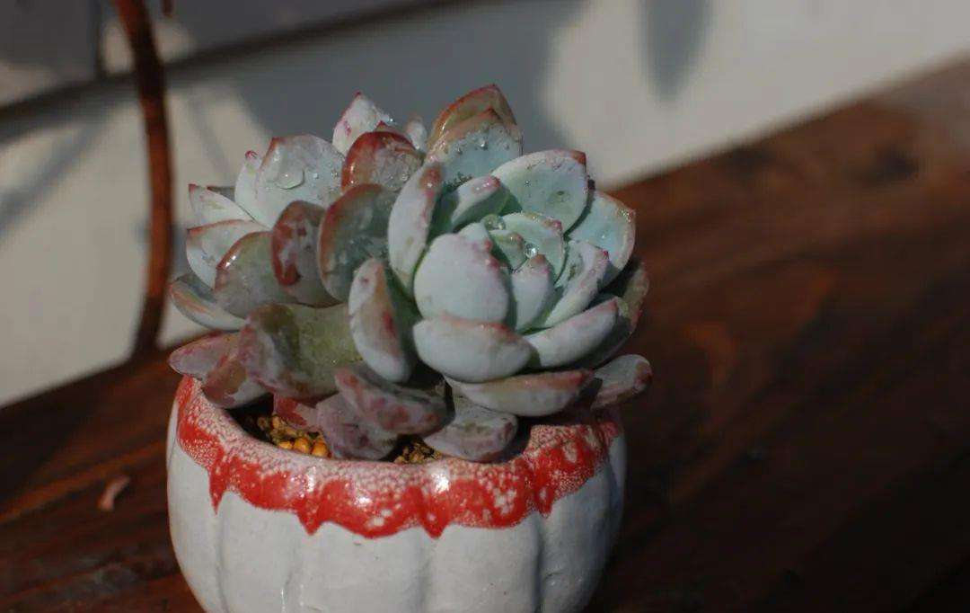 多肉长了小白虫喷白醋,多肉长了小白虫可以用花露水吗