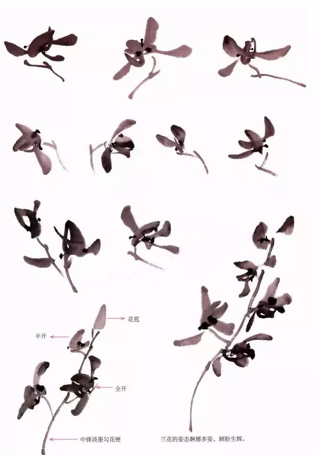 兰花绘画技法教程视频,泰国兰花绘画技法