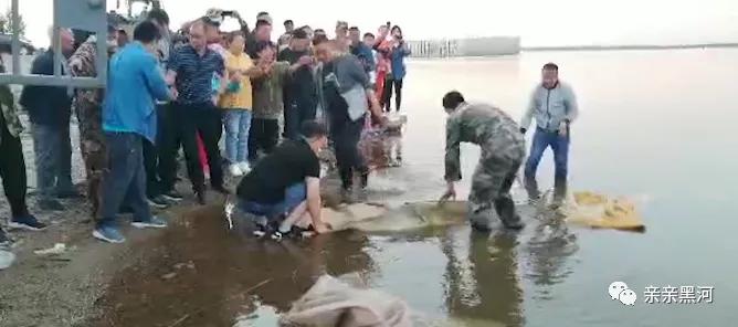 黑河大鳇鱼,黑龙江渔民打上1028斤大鳇鱼