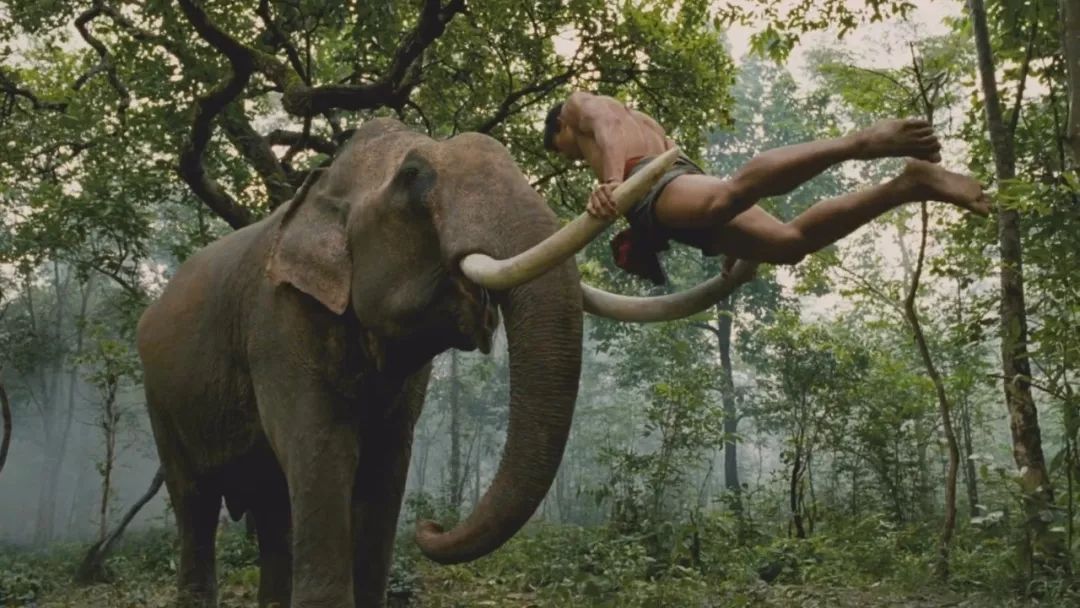 托尼贾对金星的评价,托尼贾金星的电影叫什么