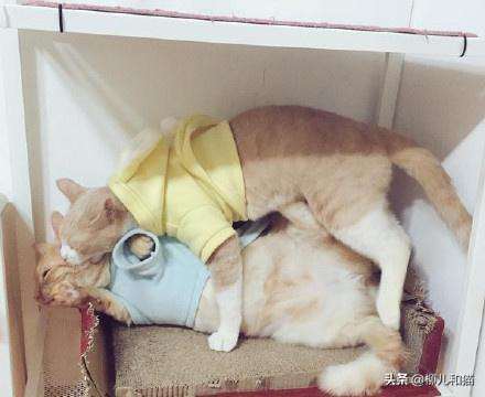 你家公猫绝育后还会出现发情迹象？了解这些原因，就不觉得奇怪了