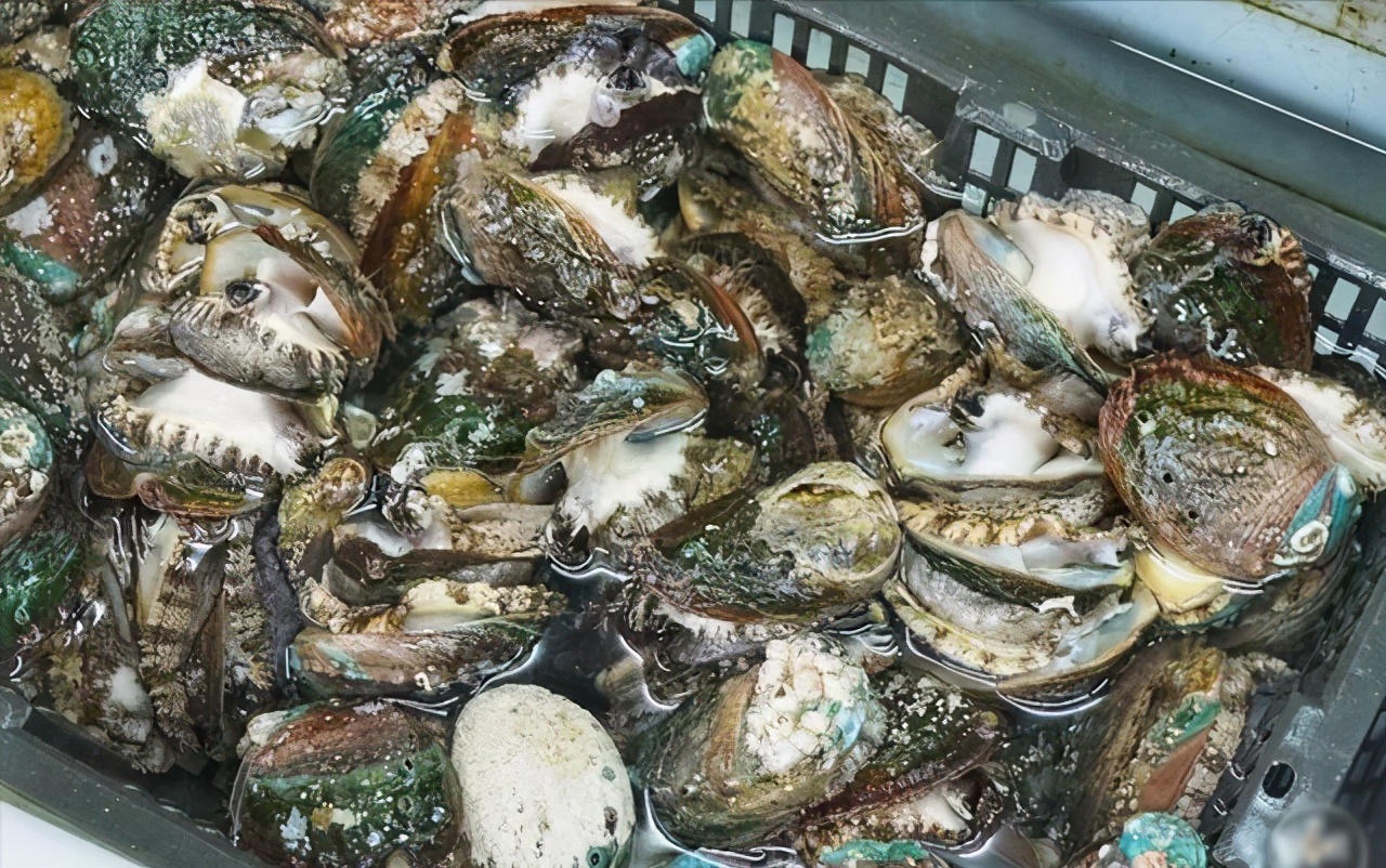 鲍鱼养殖致富经,人工养殖大鲍鱼