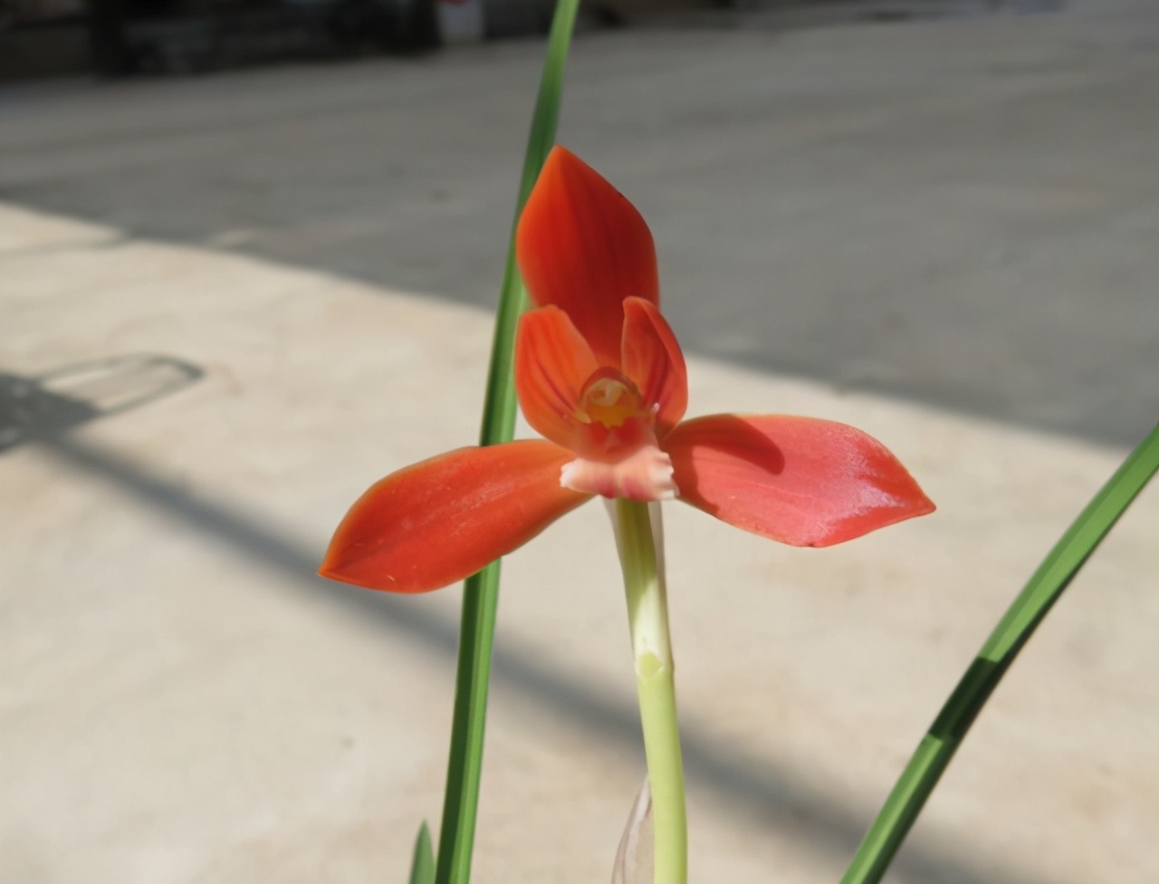 它被誉为“国兰第一红”，顶级红素，正格豆瓣，新手也能养好