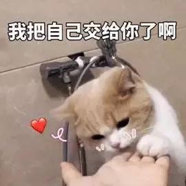怎么预防猫咪尿道阻塞,猫咪尿道阻塞位置