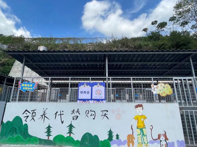 全国最大的流浪狗救助基地,流浪狗救助基地400只大型犬