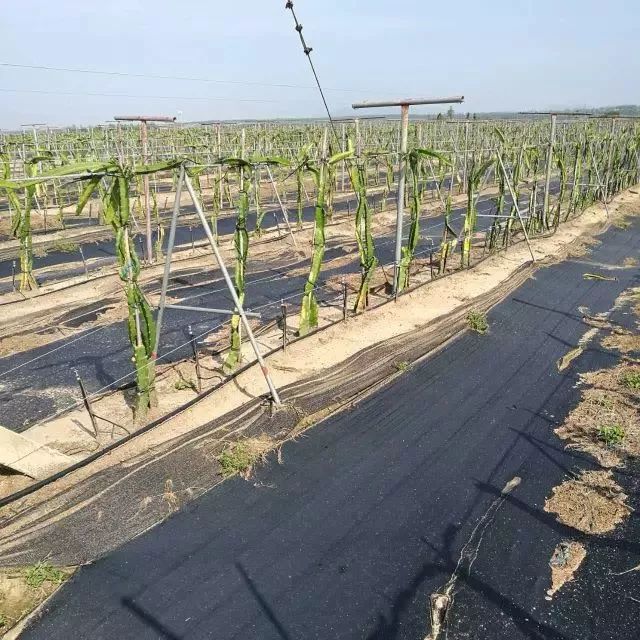 火龙果解药有效果吗,火龙果受伤后愈合的全过程