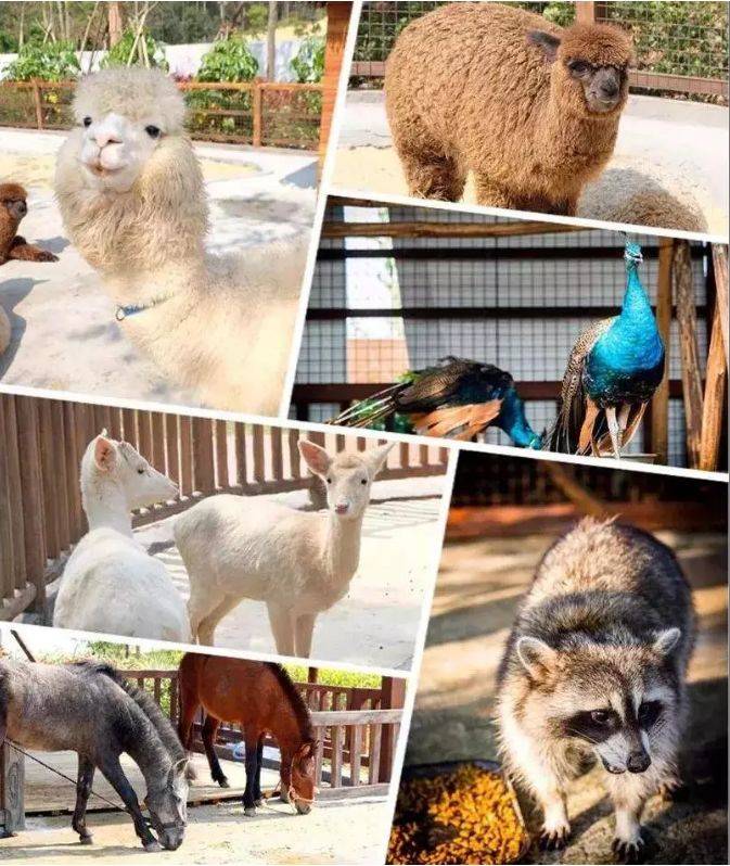 美的鹭湖99元3房一厅主题公寓,美的鹭湖附近公寓