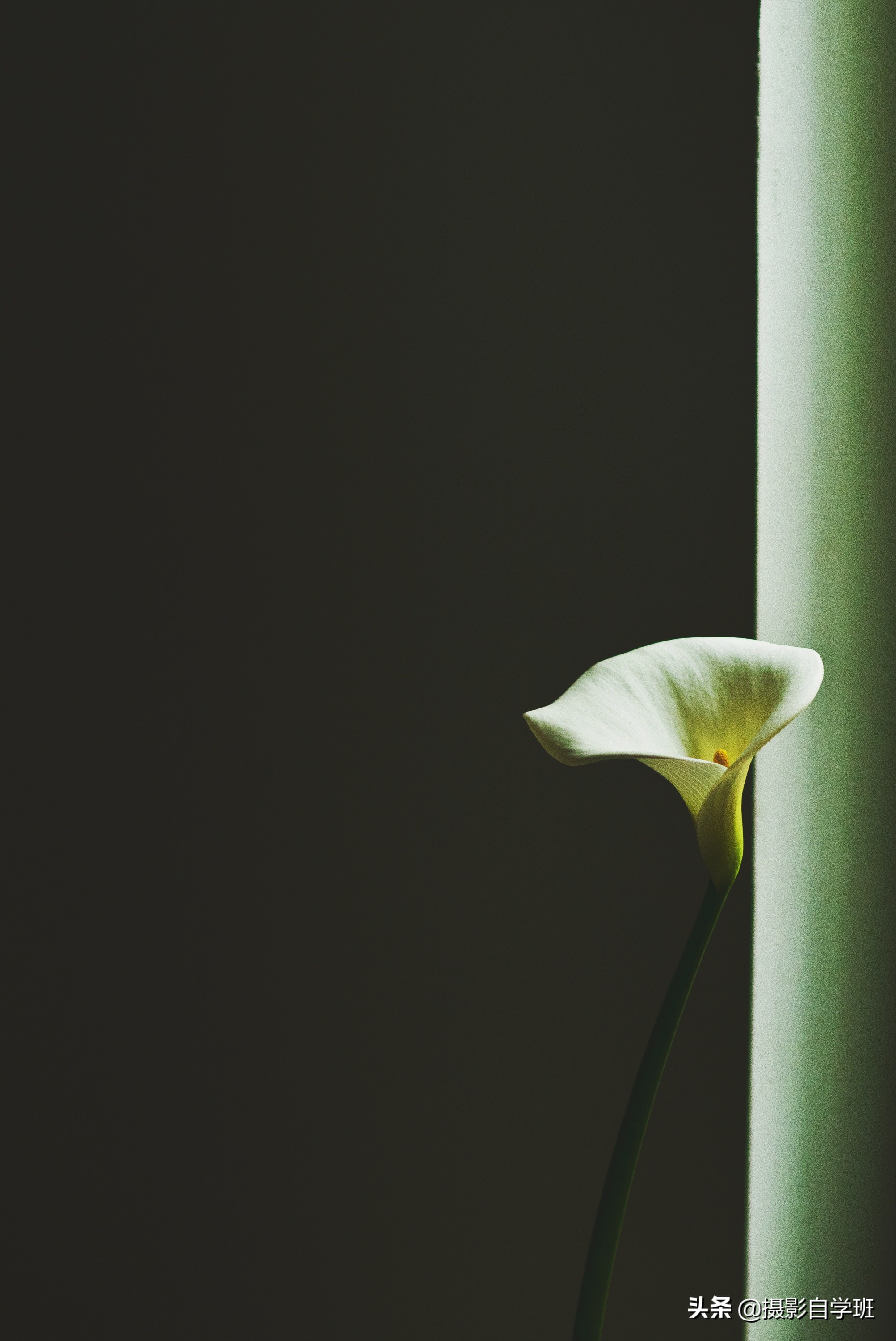 怎么拍出有质感的植物,如何拍出植物特别绿