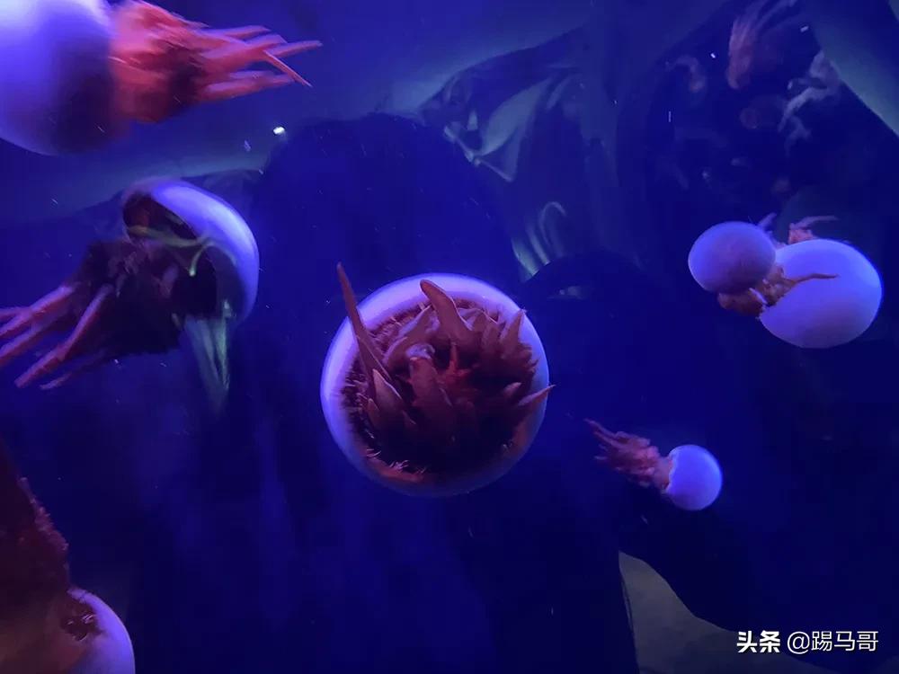 三亚不值得去的地方,三亚不值得去的景点有哪些