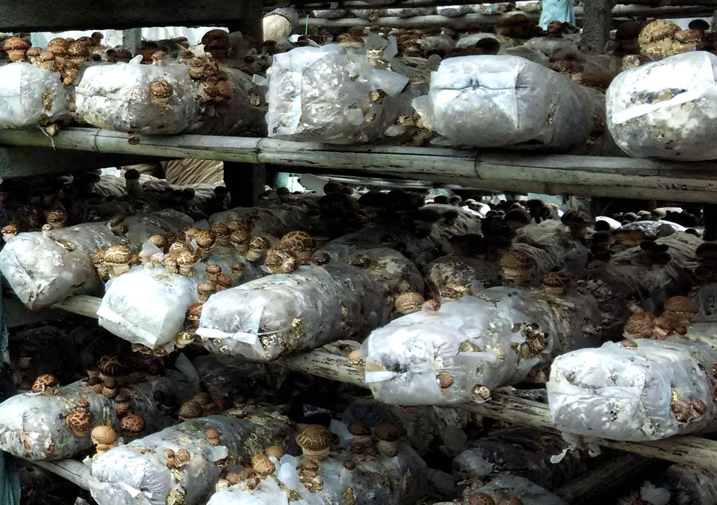 香菇菌棒养菌期被雨水泡了怎么办,香菇菌棒黄霉菌怎么处理