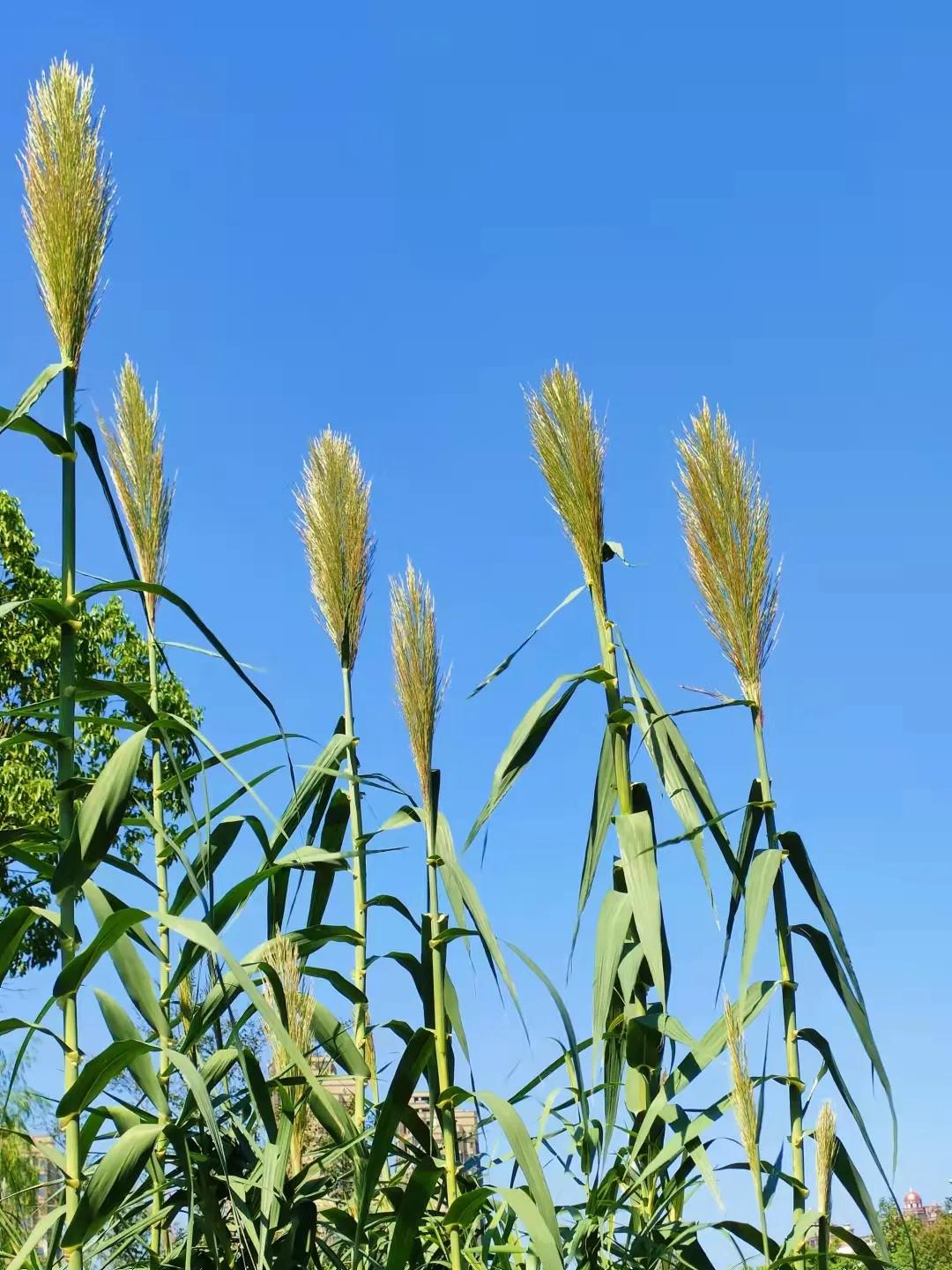 上海观赏草,上海之鱼冬天风景