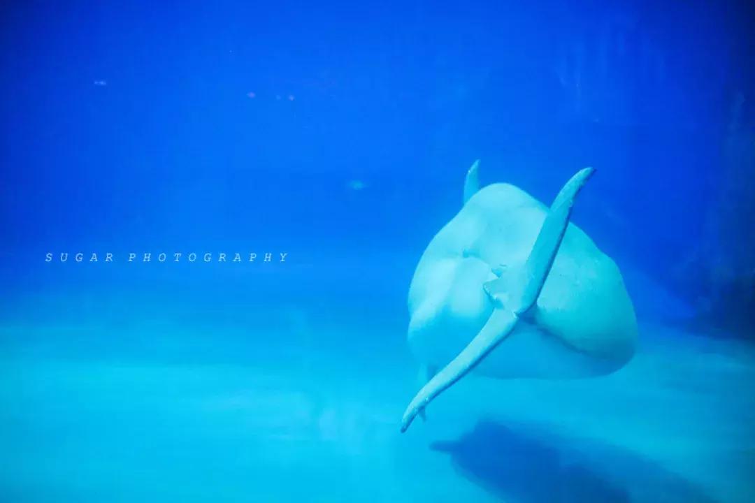 「亲子游」与万千海洋动物一起，夜宿探索极地海洋之美