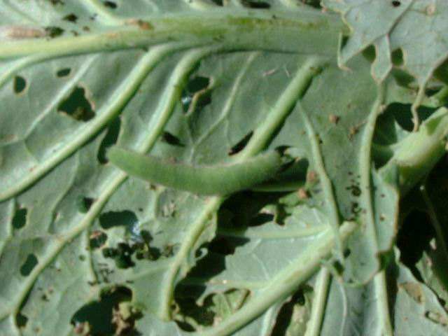 菜心烂心是何原因如何处理,大白菜心烂了怎么回事