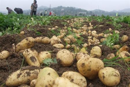 土豆高产的秘诀,土豆打叉高产还是不打叉高产