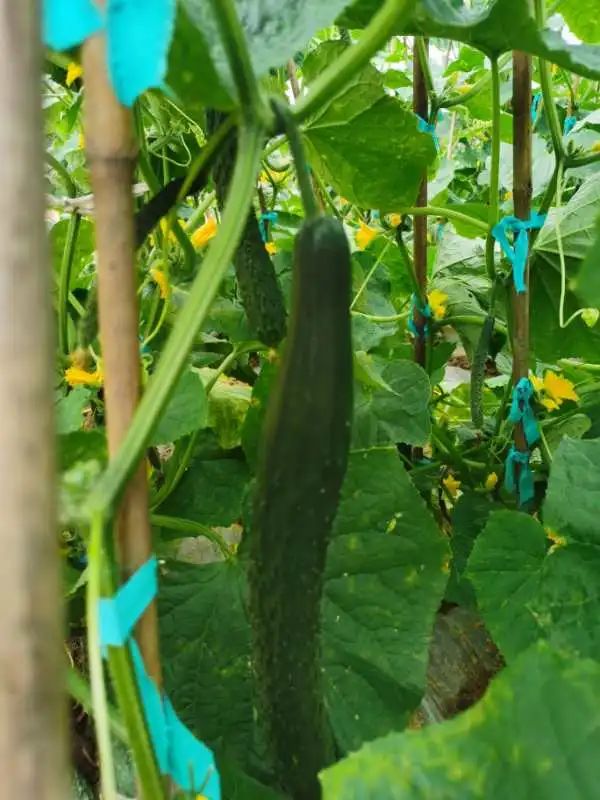 大自然生态农场有机蔬菜,炎炎夏日新鲜水果等你来品尝