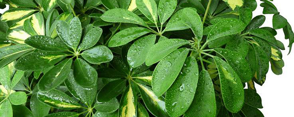 发财树的养殖方法,幸福树的养殖方法