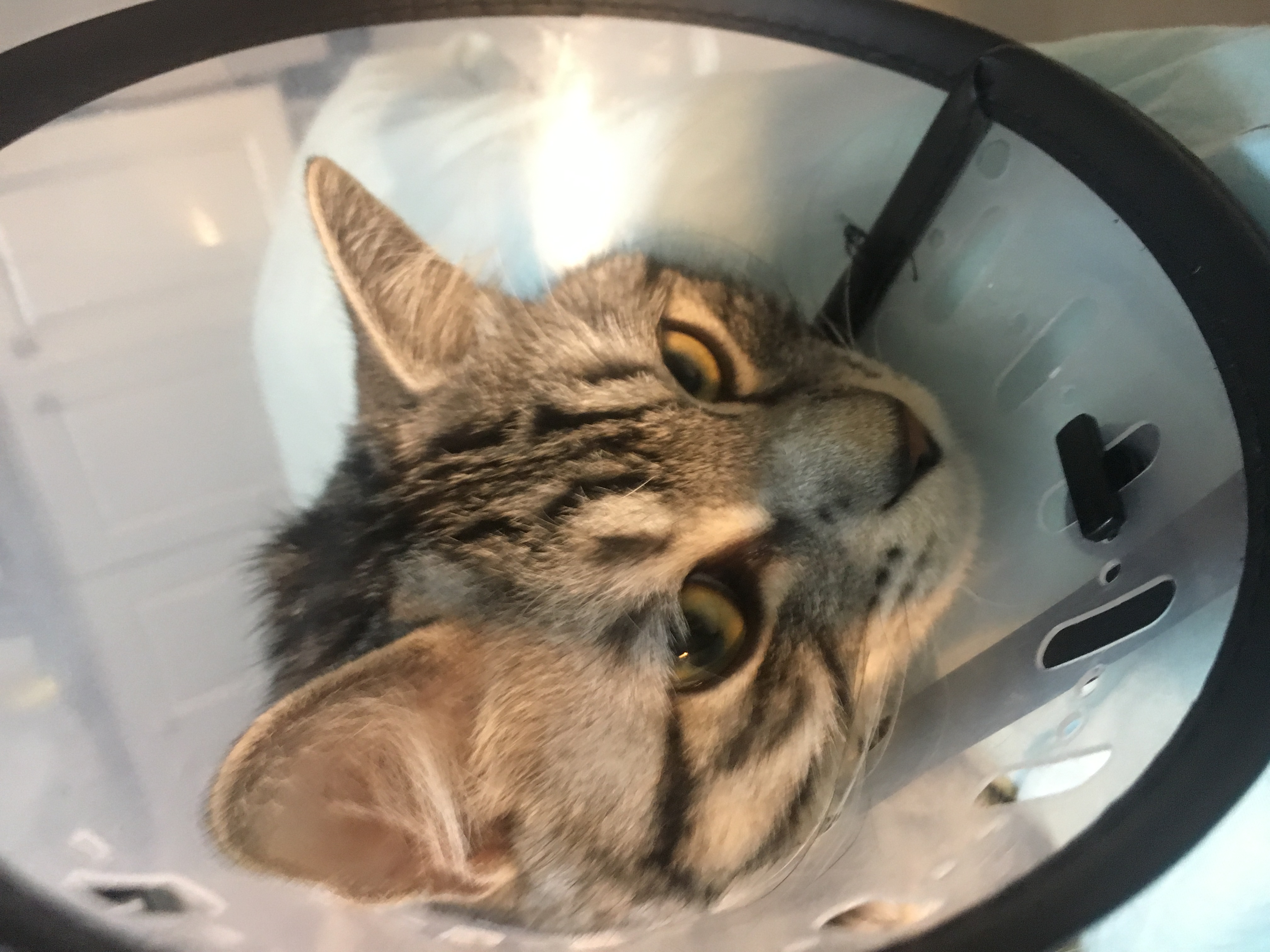 猫咪被割尾巴还能活吗,猫咪尾巴被割掉会怎么样