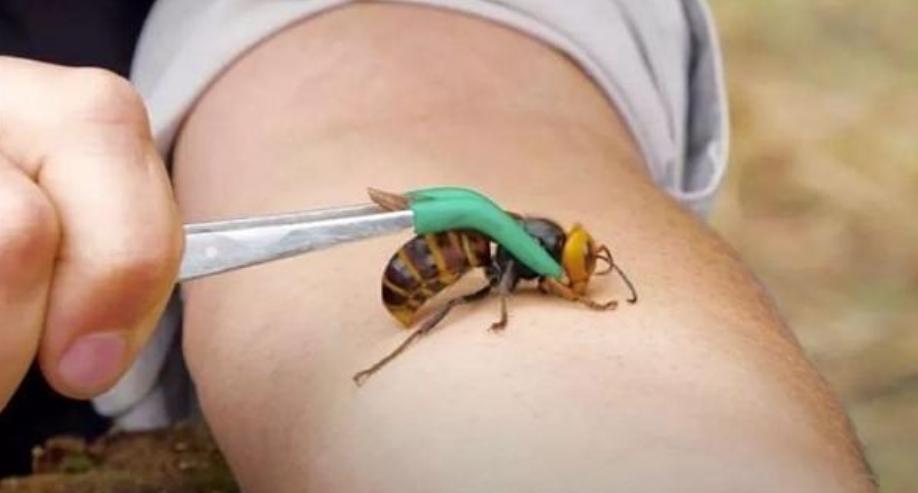 杀人大黄蜂是真的入侵美国了吗,杀人大黄蜂是什么