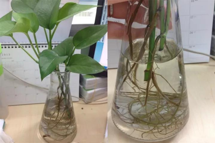 绿萝里面的小机关,绿萝有小机关怎么办