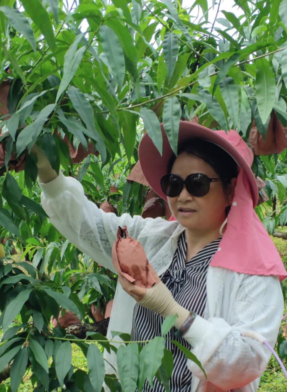 炎陵黄桃资料,黄桃生长历程