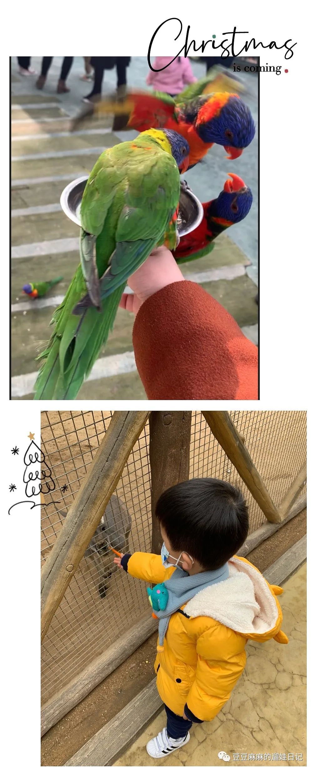 飞鸟和蝉动物世界,飞鸟动物王国