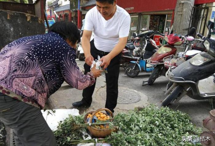 它是百草之王，种一次收3年，利润比较高，农民却不愿种植