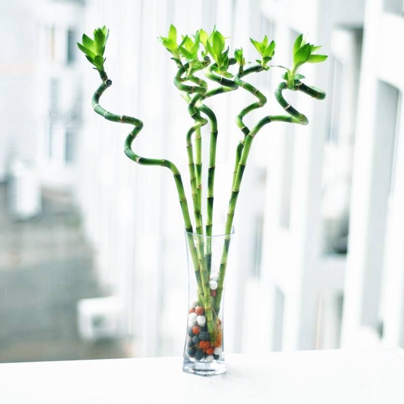 富贵竹叶片发黄、根部发臭,这样做,保准让其一片生机