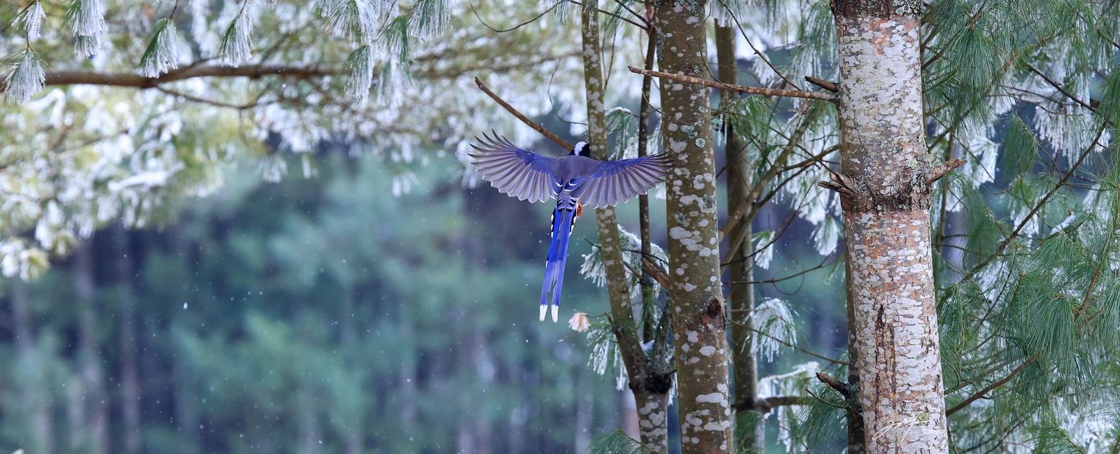 eosr5拍鸟体验,eosr5摄影与视频拍摄技巧大全