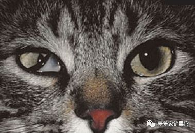 猫咪咬伤主人知道自己错了吗,猫咪头上被猫咪咬了发红怎么处理