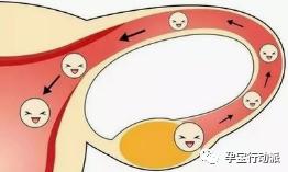 影响生育的常见病男性,女性生育期常见疾病及心理防治