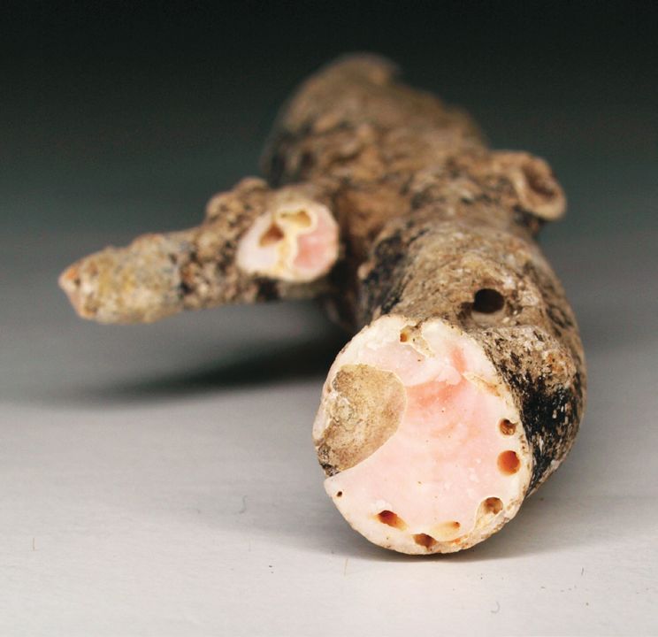 红珊瑚怎么辨别图片,红珊瑚怎么区分品种