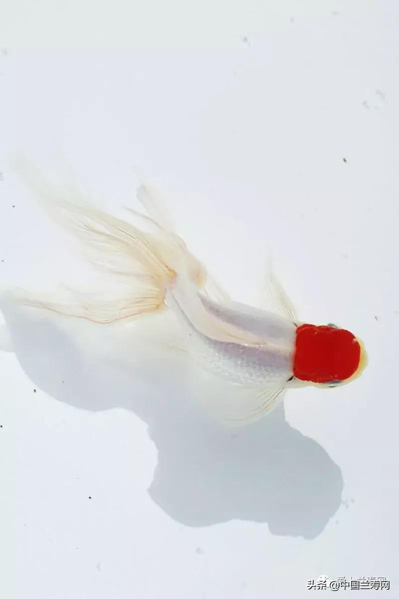 鹤顶红金鱼多久能长大,金鱼品种介绍之鹤顶红