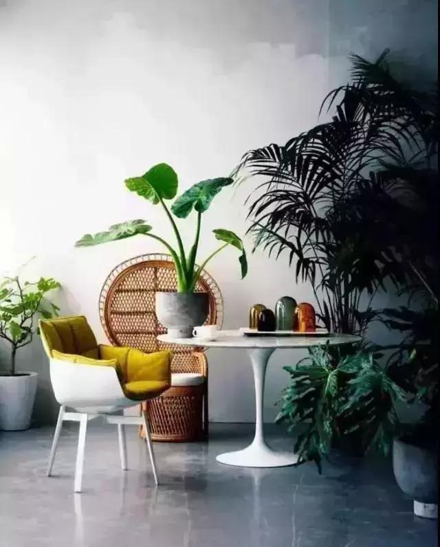 消除新房甲醛的是哪种盆景植物,吸附甲醛最好植物