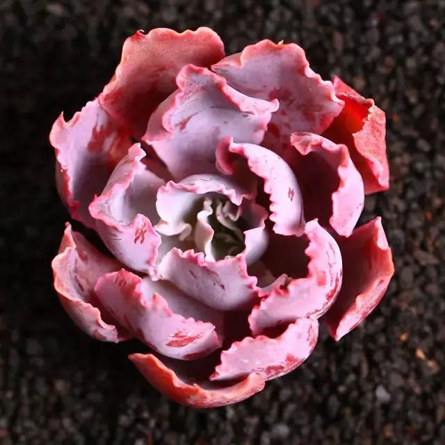 多肉早安图片大全,多肉大全100图