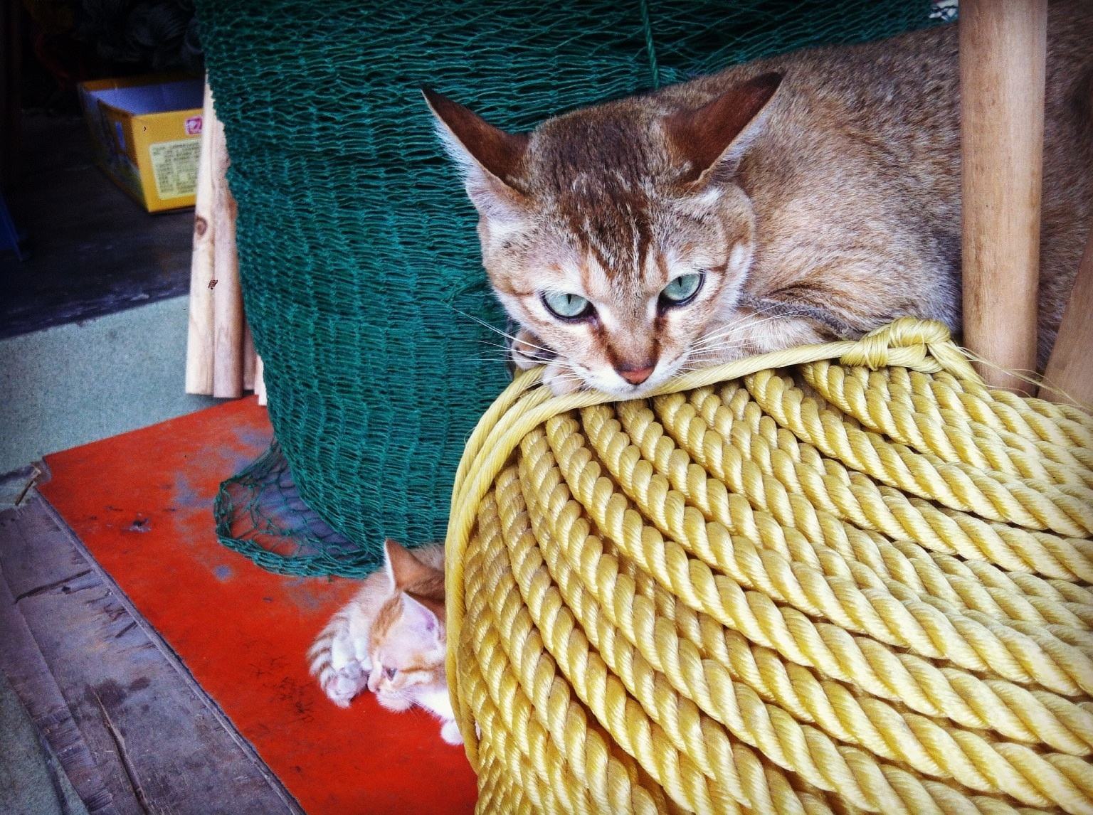 猫咪肉垫看性格,怎么从猫咪的肉垫判断猫咪的性格