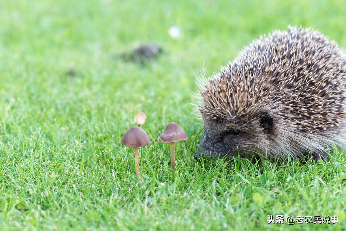 刺猬进入宅院有啥说法,农村家中有个刺猬怎么处理
