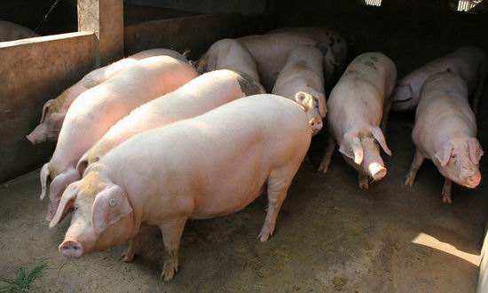 今日猪肉价格12月26日猪价多少,今日猪价全国生猪价格表