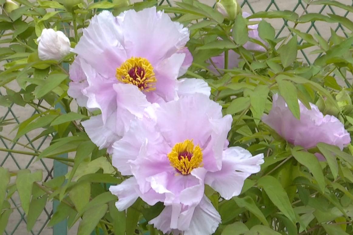 洛阳四月正是牡丹盛开的季节,洛阳牡丹几月几日开最美