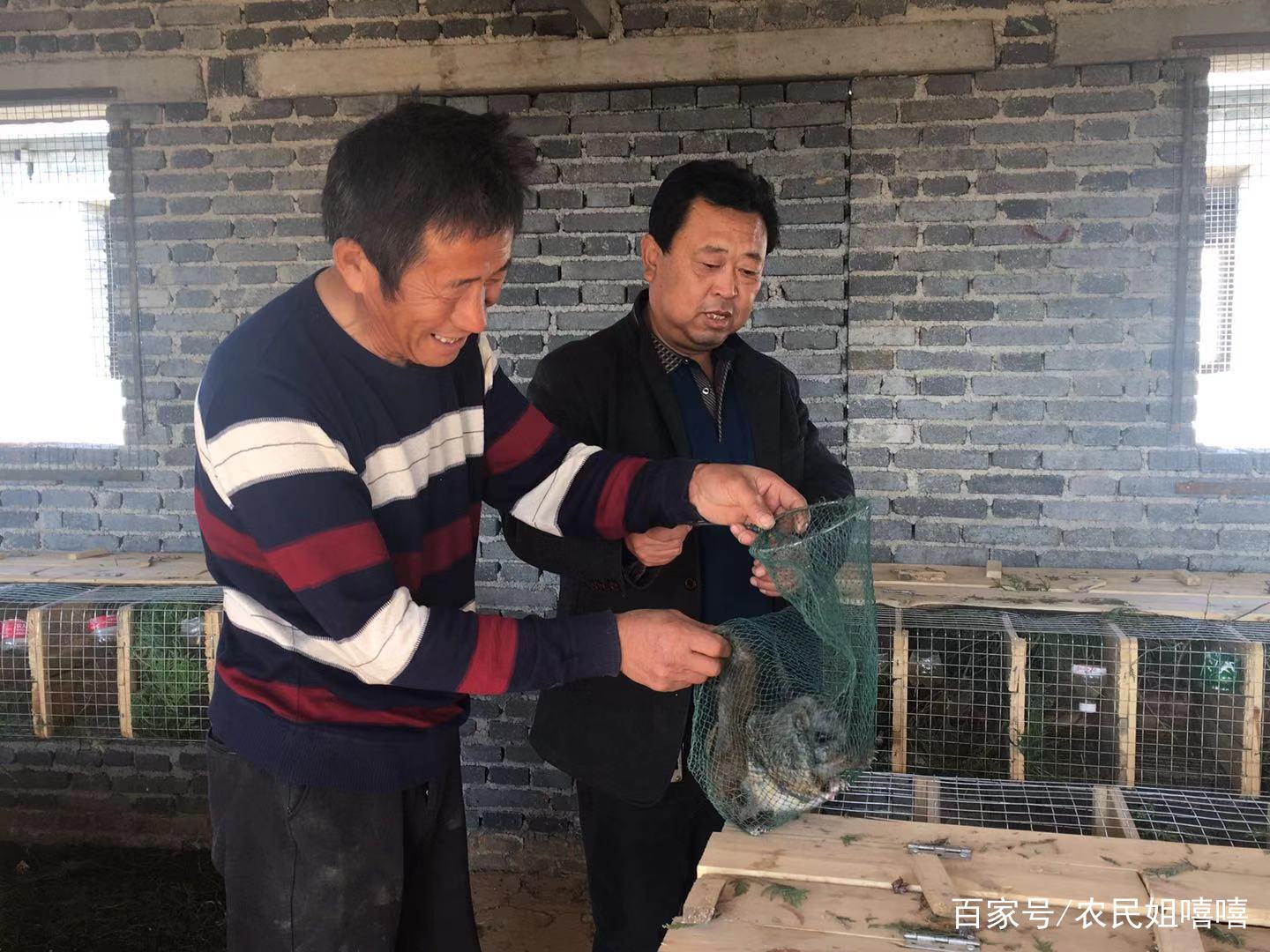 陕西飞鼠生活在哪里,陕西洛南飞鼠基地