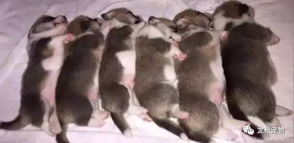 柯基挑选还是要注意细节。免得变成了隔壁阿黄或者是长腿欧巴