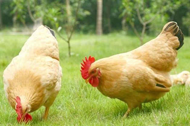 禽大肠杆菌症状及治疗方法,大肠杆菌在养殖中的预防