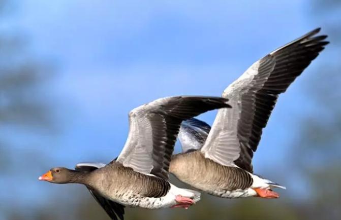 美洲雁养殖方法和注意事项,幼雁怎么养