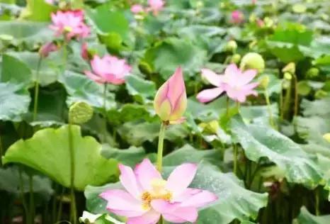 梧州江口网红打卡景点,梧州长洲岛网红打卡景点