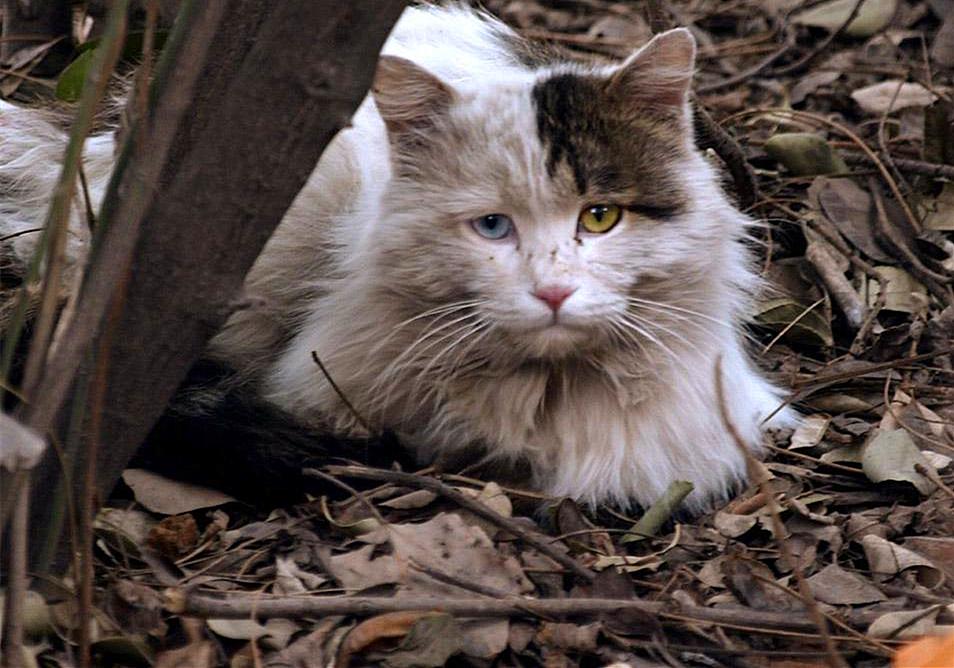 流浪猫在自然界中艰辛生存,流浪猫铲屎官的日常