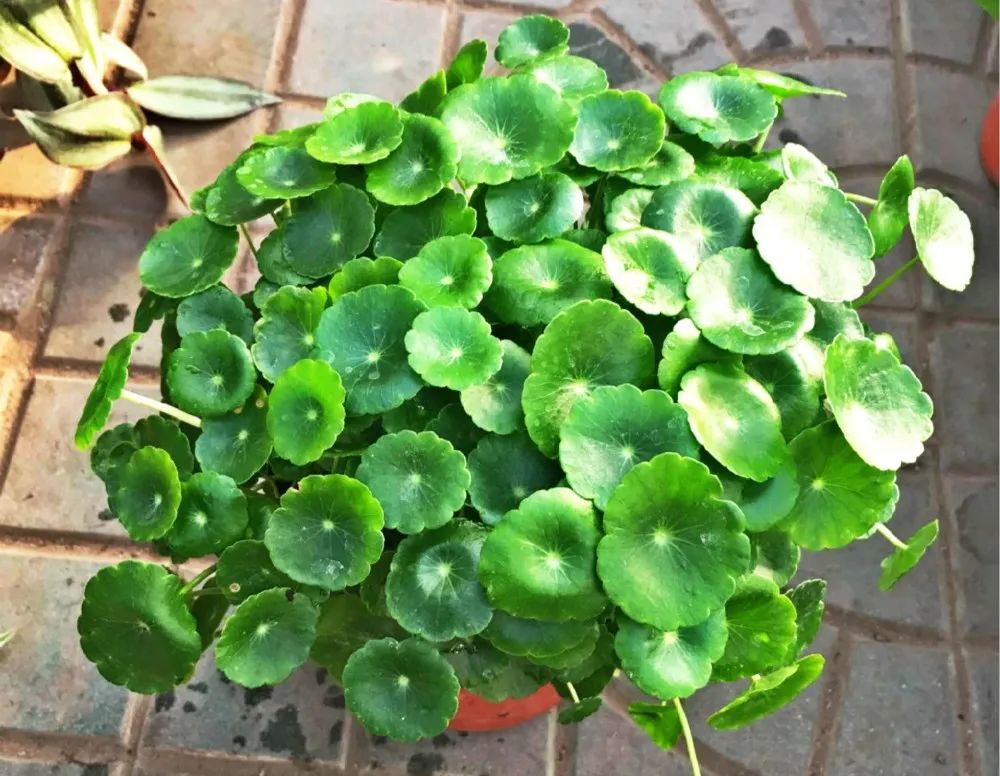 铜钱草水培绿植叶子黄用什么肥,铜钱草叶片如何养得又大又绿