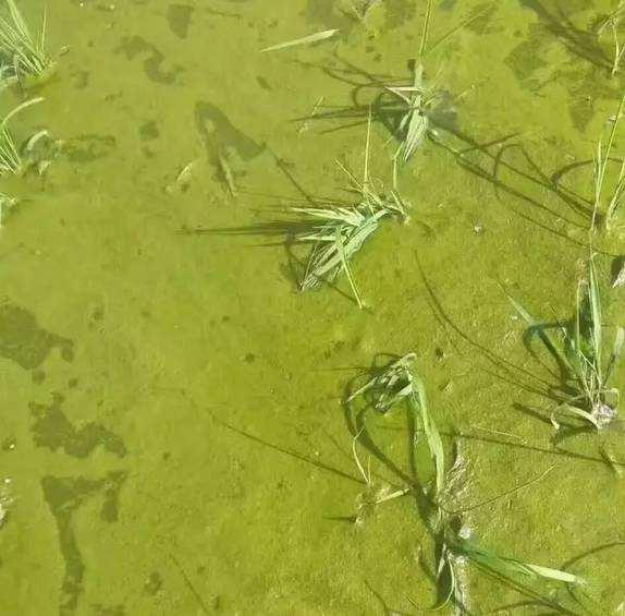 稻田的水棉怎么去除,稻田水绵是什么原因